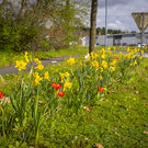 esp vert bulbes en fleurs 03 26 fabb ct7a3341