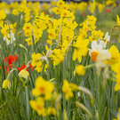 01 esp vert bulbes en fleurs 03 26 fabb ct7a3394